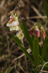Lathyrus pannonicus collinus