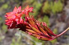 Disa ferruginea