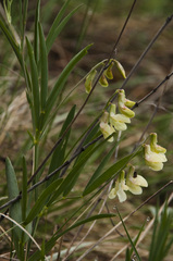 Lathyrus pannonicus collinus