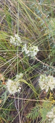 Allium stellerianum