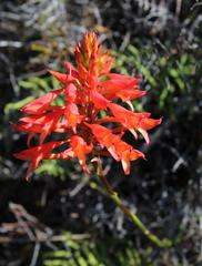 Disa ferruginea
