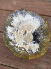 Sclerotinia sclerotiorum