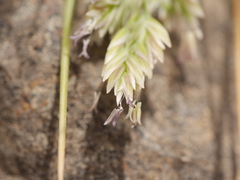 Poa astonii
