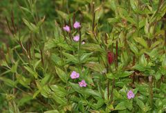 Epilobium alpestre