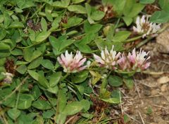 Trifolium thalii