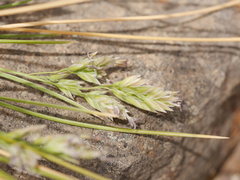 Poa astonii