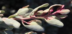 Atriplex bolusii