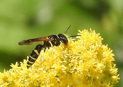 Philanthus lepidus