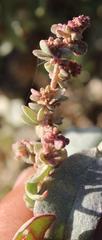 Atriplex bolusii