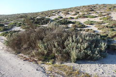 Atriplex bolusii