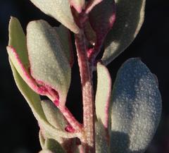 Atriplex bolusii