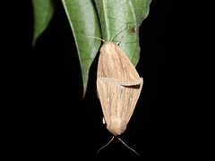 Mythimna congrua
