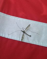 Tipula maxima