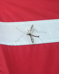 Tipula maxima