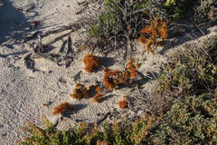 Dufourea flammea