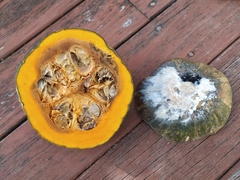 Sclerotinia sclerotiorum