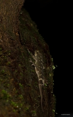 Hemidactylus prashadi