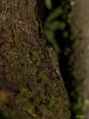 Hemidactylus prashadi