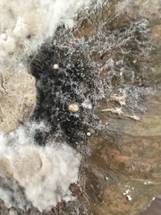 Sclerotinia sclerotiorum