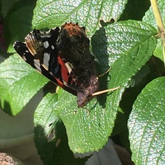 Vanessa atalanta
