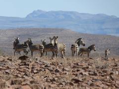 Equus zebra hartmannae