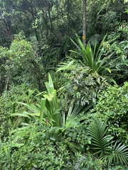 Pandanus macrostigma