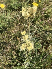 Helichrysum arenarium