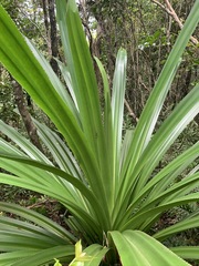 Pandanus macrostigma
