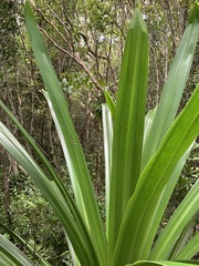 Pandanus macrostigma