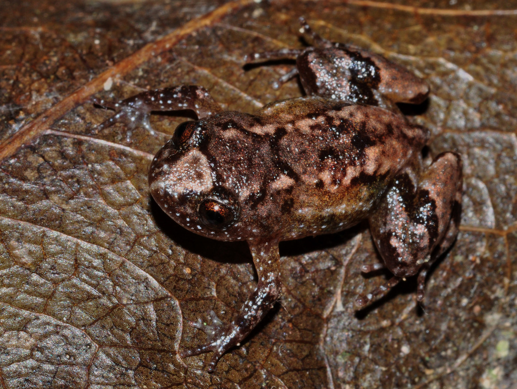 Tirunvelveli's Hill Frog