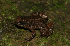 Tirunvelveli's Hill Frog photo 2