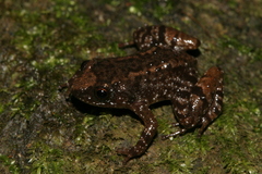 Tirunvelveli's Hill Frog photo 3