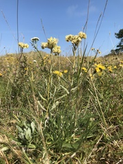 Helichrysum arenarium