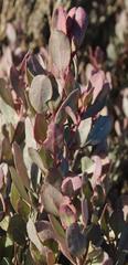 Atriplex vestita