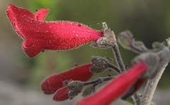 Penstemon baccharifolius