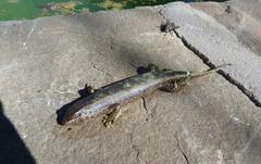 Trachylepis spilogaster