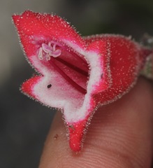 Penstemon baccharifolius