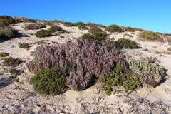 Atriplex vestita