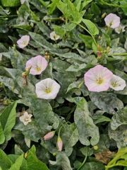 Convolvulus arvensis