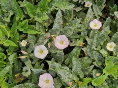 Convolvulus arvensis