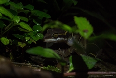 Cyrtodactylus deccanensis