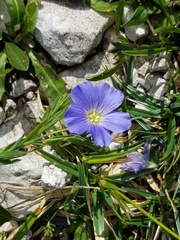 Linum julicum