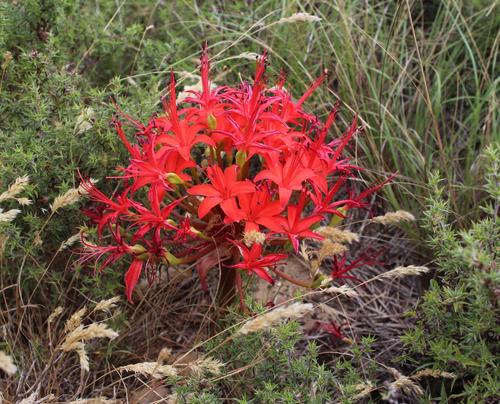 Brunsvigia marginata