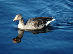 Anser anser