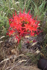 Brunsvigia marginata