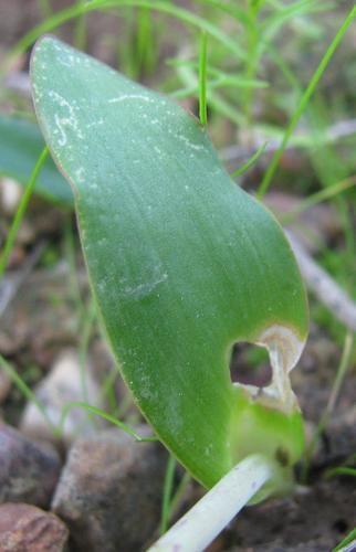 Lachenalia lutea