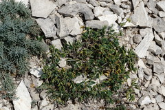 Medicago cretacea