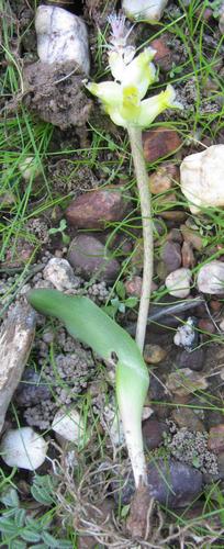 Lachenalia lutea
