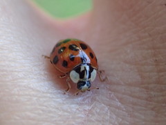 Harmonia axyridis