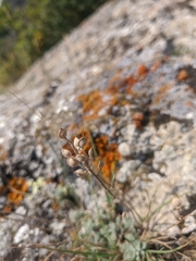 Odontarrhena obtusifolia